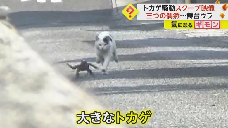 ネコに追いかけられトカゲが必死に逃げている瞬間④