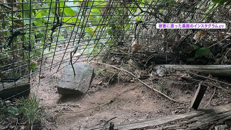 クマによって破壊された柵