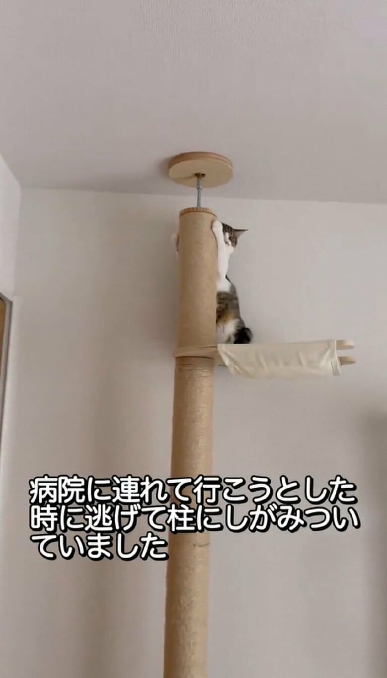 病院に連れて行こうとすると、察したそぼろくんはキャットタワーの上へ逃げ登る