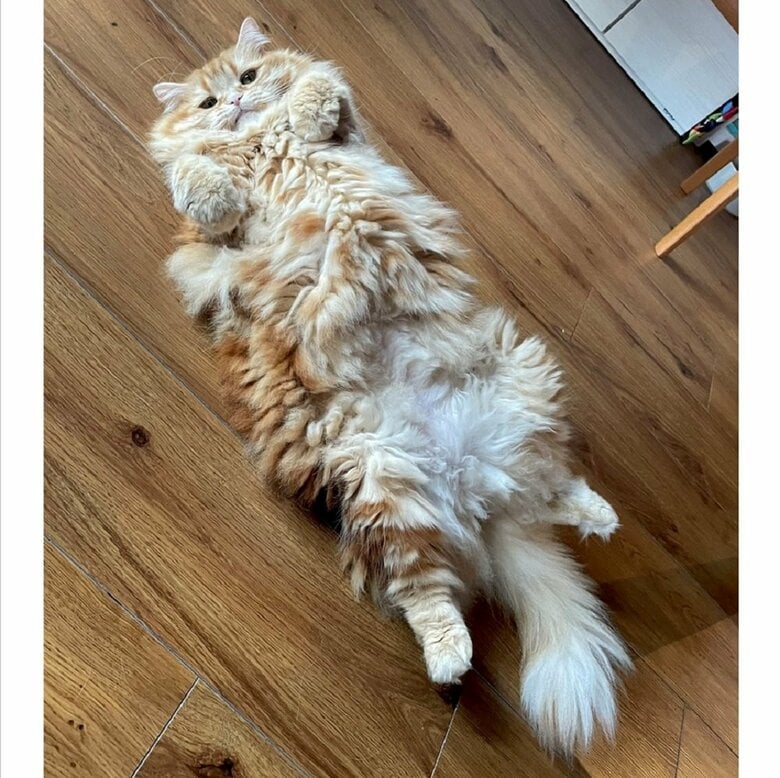 わがままボディ