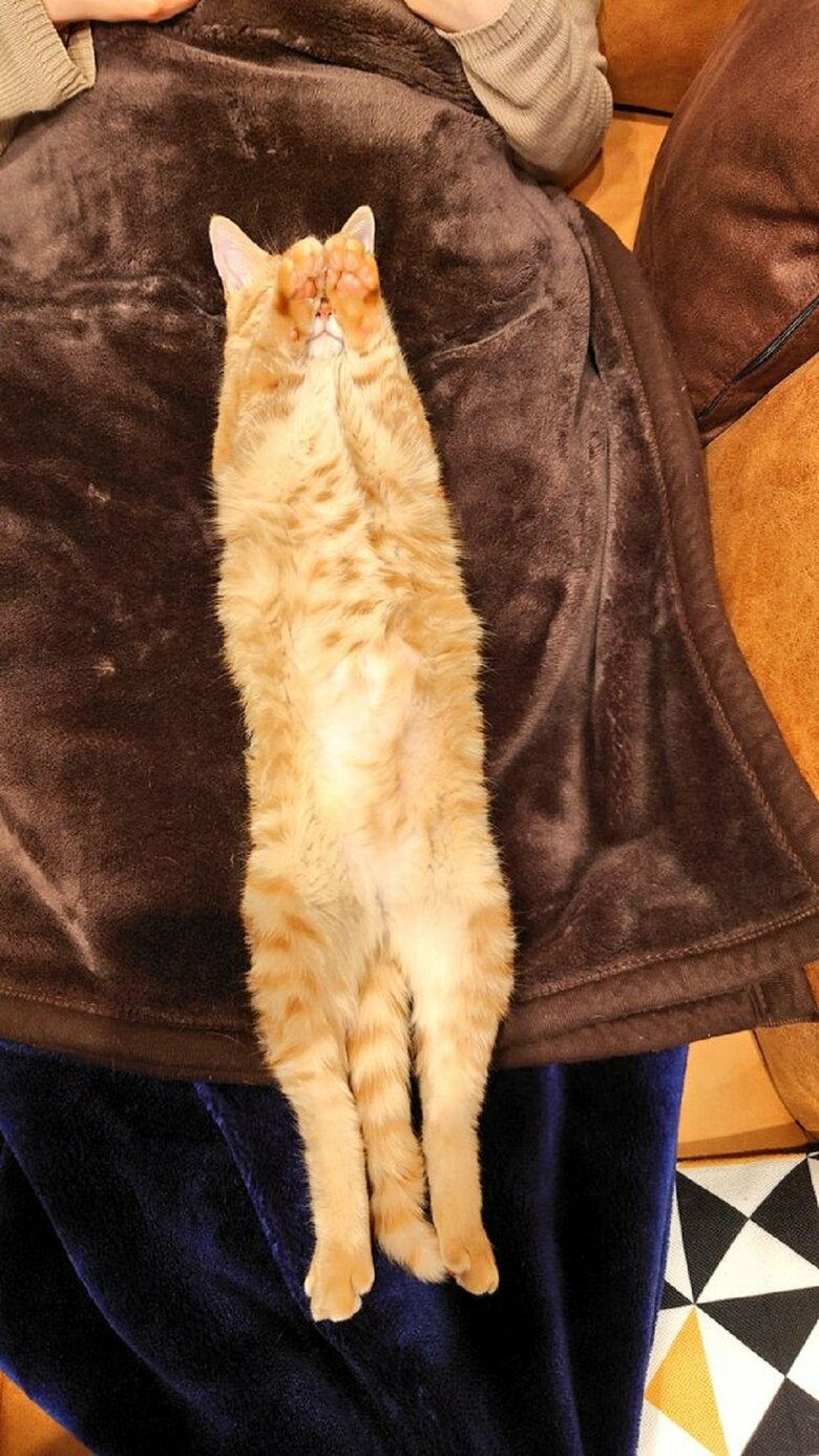 脚の間だけでなく、体の上でもへそ天ピーン