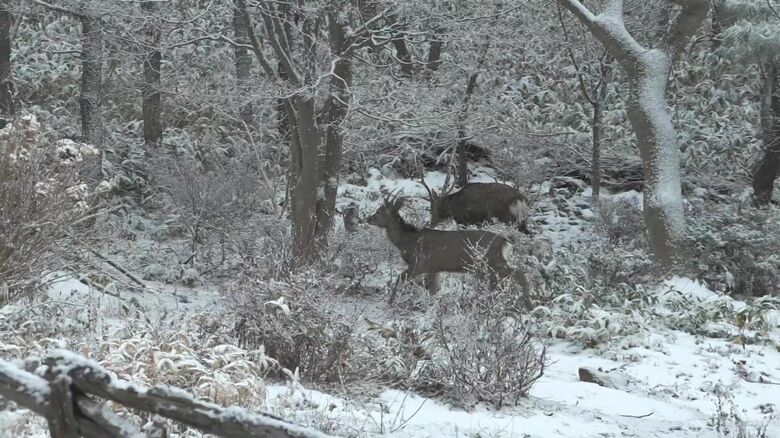 シカは連れだって去って行った