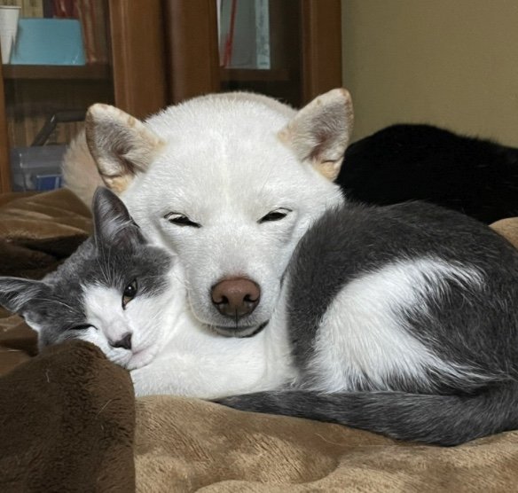 提供：連呼 cubnushi all-starさん