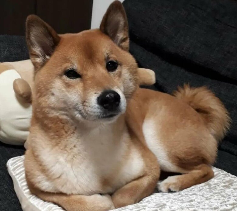 実は普段は物静かだという