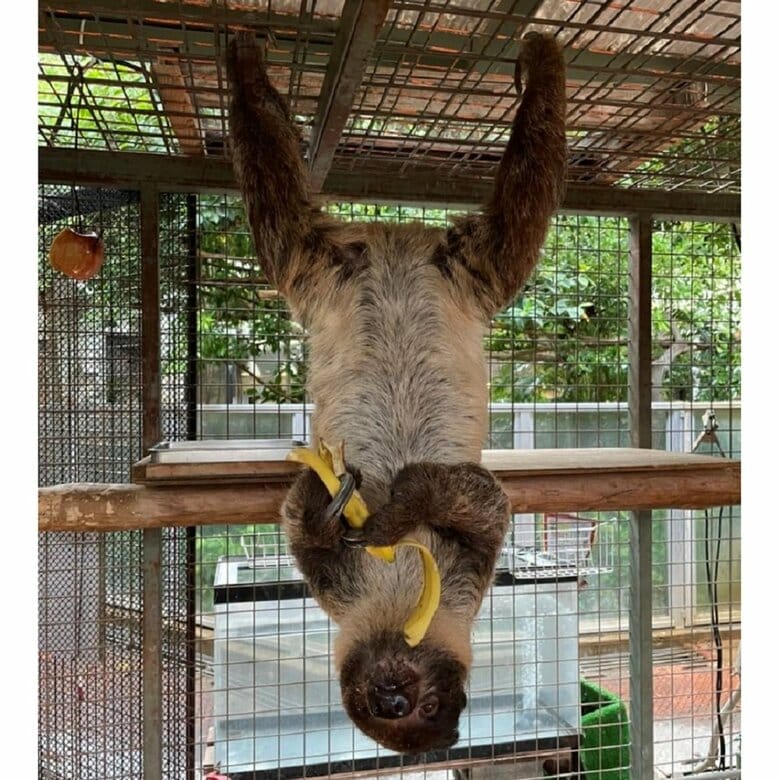 キンカンちゃんはバナナが大好物（提供：神戸市立王子動物園）