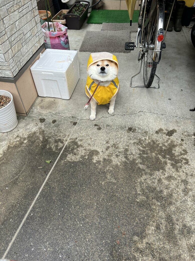 画像提供：柴犬ハナさん