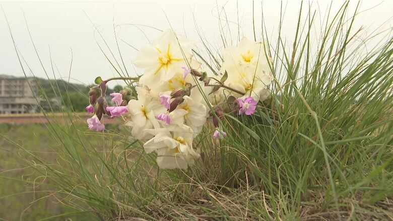 事故現場に手向けられた花束