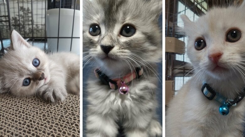 （左から）らむねちゃん、はなちゃん、ちゃたくん