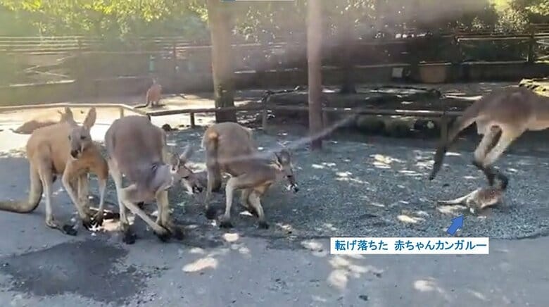 勢いよく転げ落ちてしまった！