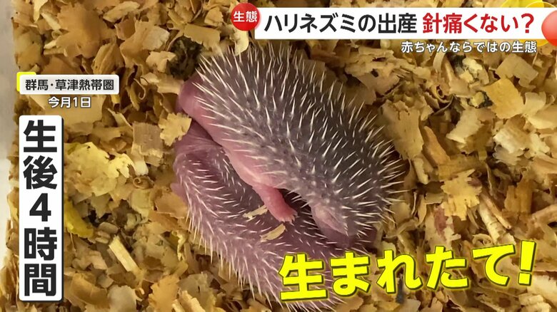 可愛いらしい生まれたての赤ちゃん（提供：草津熱帯園）