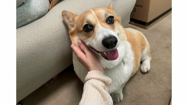 なでなでされて笑顔のはなちゃん