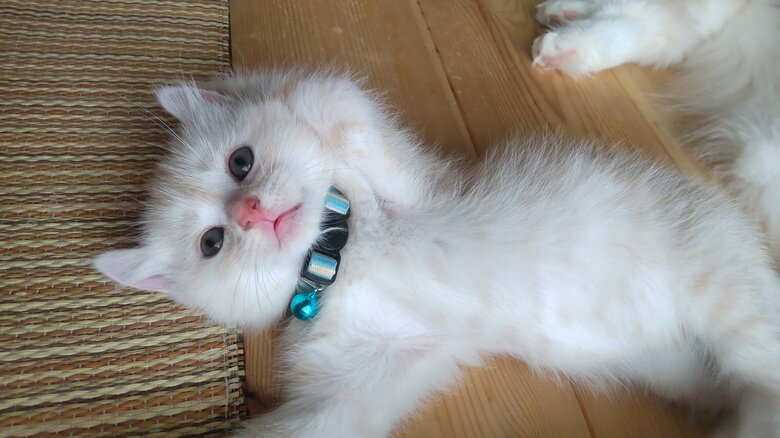 ちゃたくんのへそ天