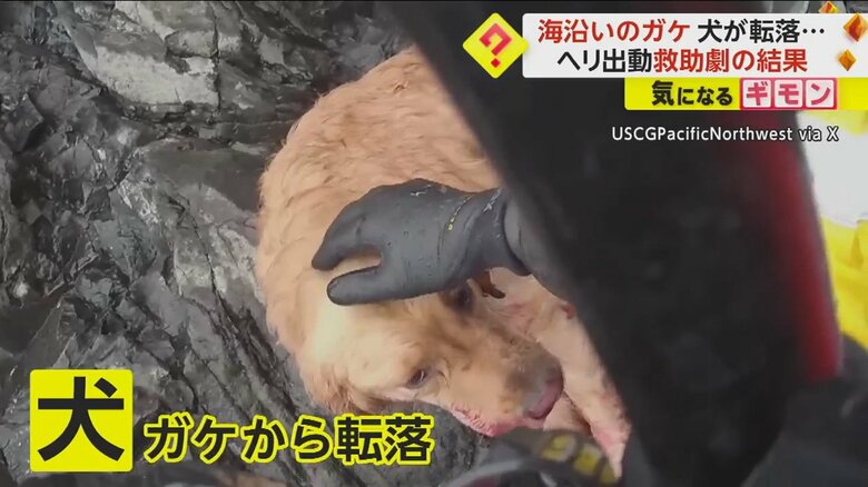 崖から転落し、けがをしている犬