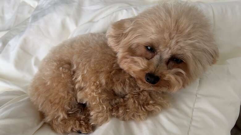 まったりのモカちゃん