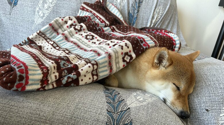 すやすやと眠る姿