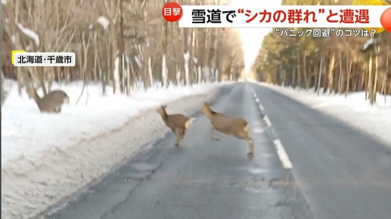 シカの群れが相次いで道路を横断する瞬間（2025年12月16日、北海道・千歳市）②
