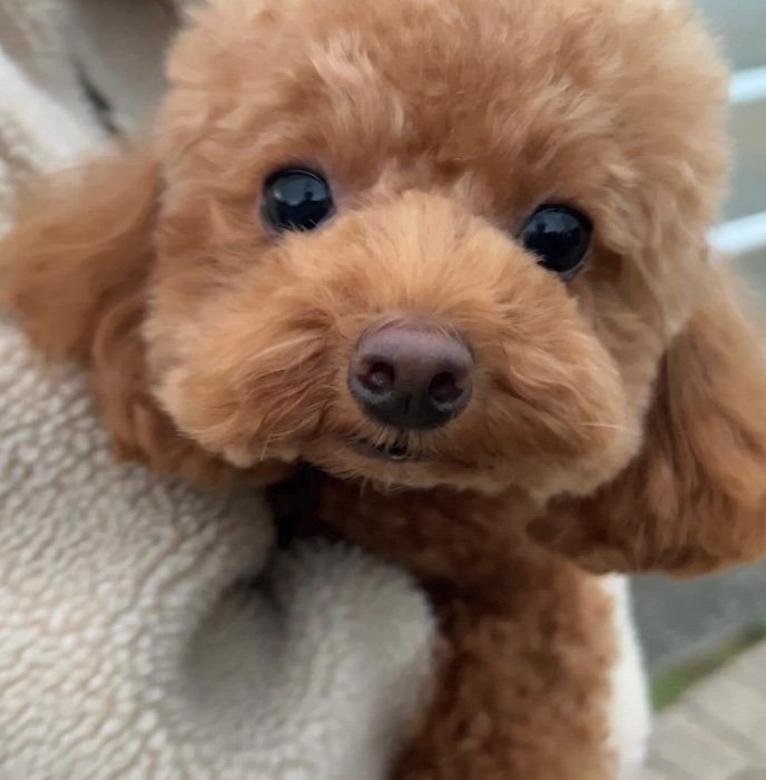 提供：トイプードル ディノセナとジュリさん