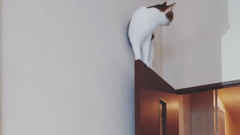 ドアの上に登って降りられなくなったモルガナくん