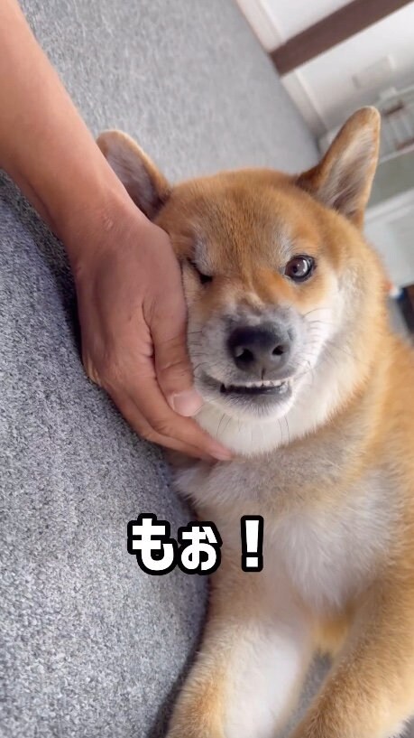 提供：柴犬ぽてとさん