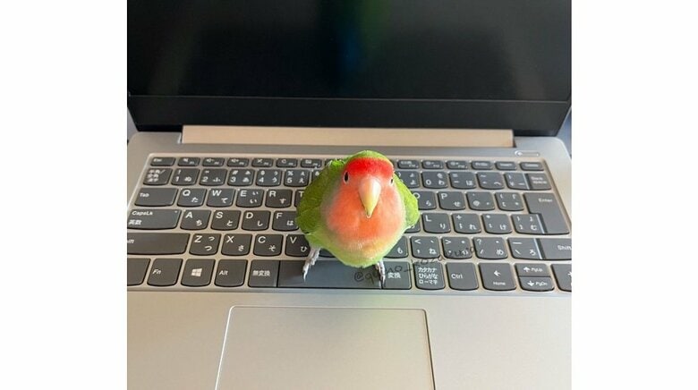 仕事を始めようとするのを察するのだというキノちゃん