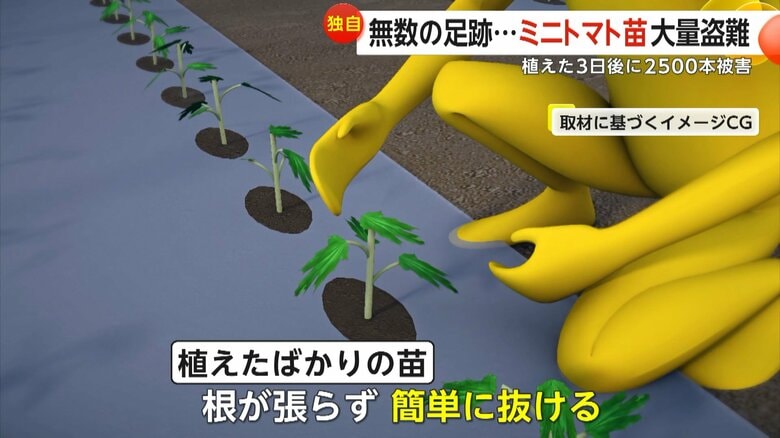 植えたばかりの苗はまだ根が張っていないため、簡単に抜けるイメージ