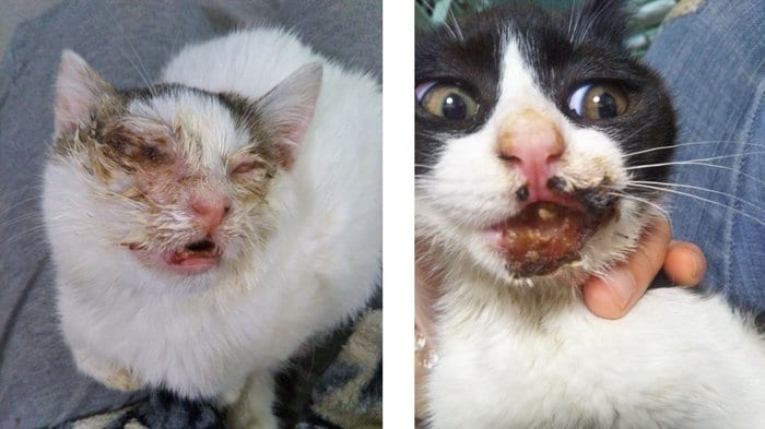 保護された猫たち