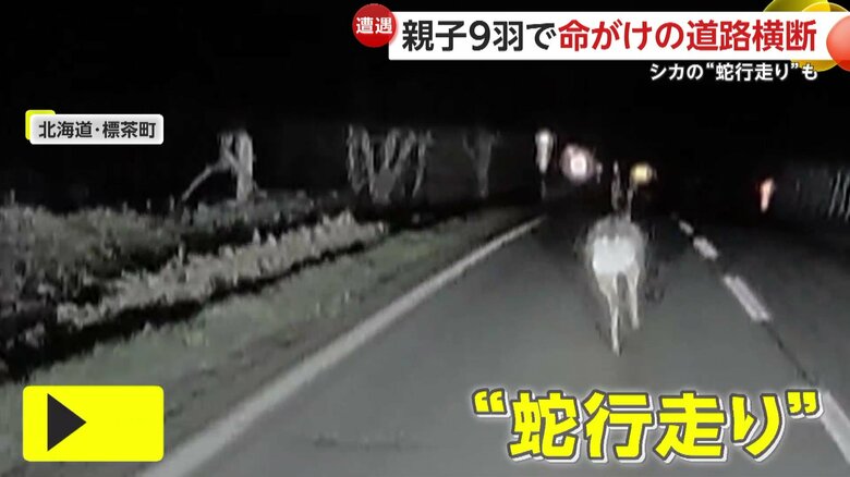 右へ左へと蛇行運転ならぬ、蛇行走りまでみせていたシカ