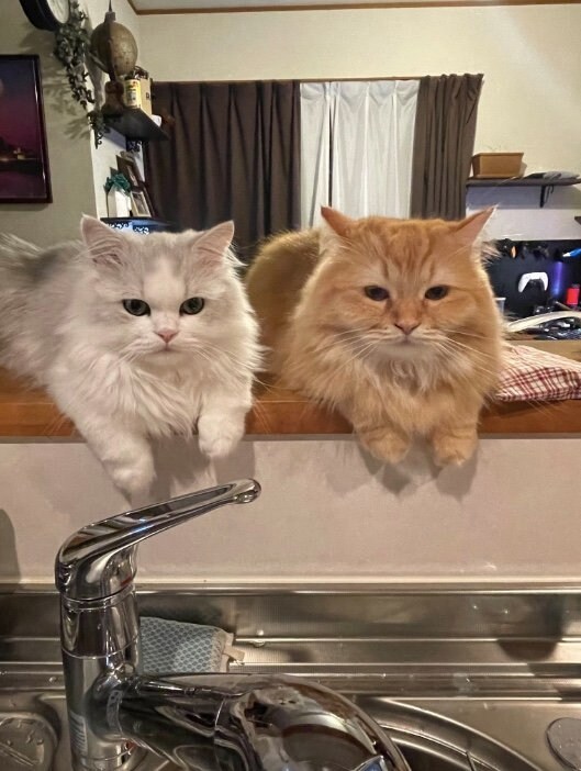 飼い主の料理を監視　左：ノーマンくん　右：エマちゃん（提供：ネコランドさん）