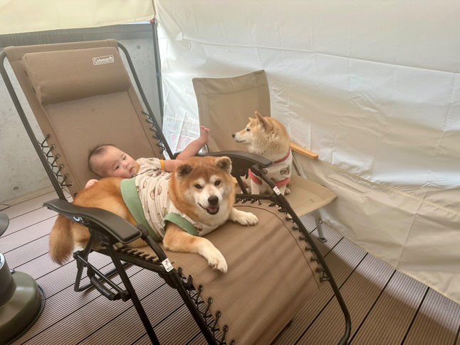 提供：飼い主さん（＠shibainu.berry）