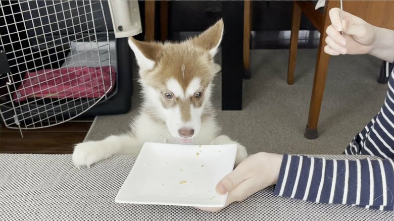 空になったお皿を見つめるマリアンちゃん