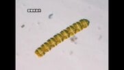 約３９０グラムで致死量　宇和島の天然マガキから規制値超えるマヒ性貝毒　二枚貝採取しないで【愛媛】