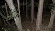 「息子の首を絞めて殺した」　富士山麓の青木ヶ原樹海　89歳の女を逮捕　息子は重度の知的障害