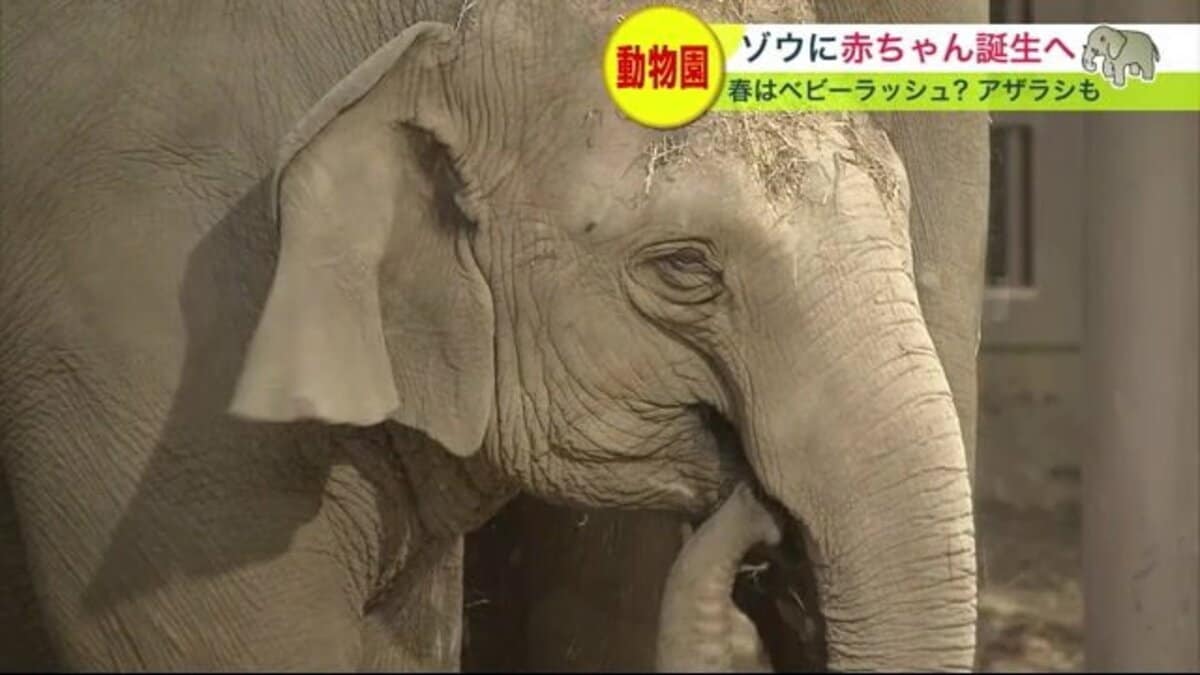 円山動物園で春にも ゾウの赤ちゃん… 人気者「パール」が妊娠 ゾウ出産