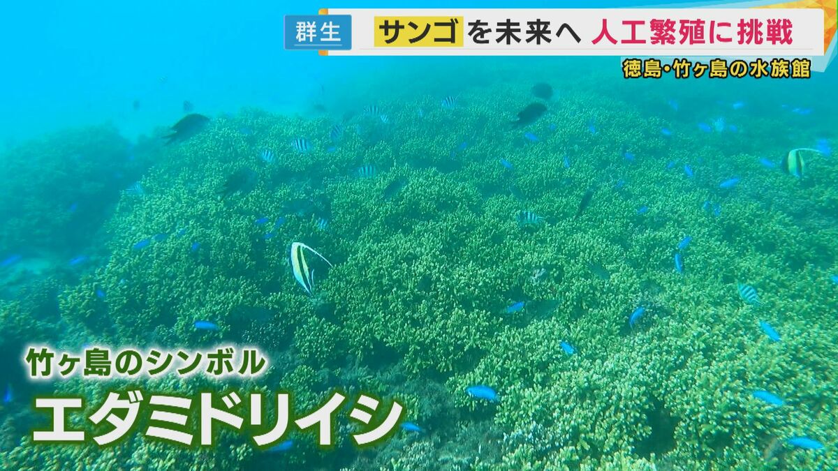 サンゴの人工繁殖』挑戦する島の小さな水族館 温暖化でピンチのサンゴ