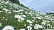 初夏の風物詩　因島の除虫菊が見ごろ　広島・尾道市