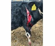 【ヒグマ続報】「骨も砕かれていた」ウシ60頭以上襲った”忍者グマ”OSO18の再来か？ウシの足に”40センチ”の傷「今まで見たことないような傷。クマしかありえない」酪農家に不安広がる＜北海道標茶町＞