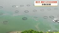 赤潮の影響　垂水市で養殖ブリ2万3000匹被害【鹿児島】