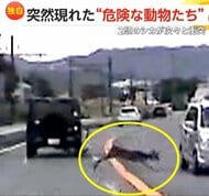 「全く声が出ず…ヤバイヤバイと」静岡で2頭のシカが目の前で車と衝突!危険な飛び出し 宮城では夜の山道をイノシシが猛スピードで横切る