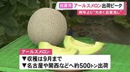 甘み強くマスクメロンとも…愛知県田原市で『アールスメロン』の収穫が本格的に始まる 名古屋等に約500トンを出荷予定