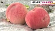 大雨で収穫間近のモモが大量落下　福島市のモモ農家「廃棄するしかない」　再びゲリラ豪雨の心配も　