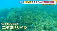 『サンゴの人工繁殖』挑戦する島の小さな水族館　温暖化でピンチ…