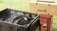 【エコ】廃棄されるはずのバナナを炭に？木炭より軽く持ち運びが楽・火力穏やかで食材が焦げにくいメリットも