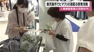 鹿児島市でヒマワリの苗配る啓発活動　人権擁護委員の活動をPR