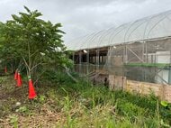 【ヒグマ速報】クマに襲撃されフランス鴨のヒナ20羽が死ぬ＿先月も養鶏場のニワトリやカモが殺されたり食べれたりする被害があったばかり…市は電気柵の設置を予定〈北海道岩見沢市〉