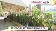 甲突川河畔で始まった春の木市　ピンクのミニバラから野菜苗まで、5月6日まで開催