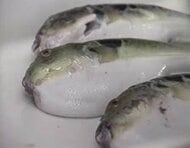 焼き魚を食べて１０分後に吐き気などの症状　県内の家庭で１０年ぶりにフグ毒による食中毒【香川】