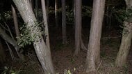 「息子の首を絞めて殺した」　富士山麓の青木ヶ原樹海　89歳の女を逮捕　息子は重度の知的障害