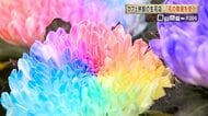 花の消費額が10年で4割減　全国3位の産地・鹿児島で農家と生花店が挑む「花を日常へ」　異色の戦略とは