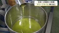小豆島でオリーブオイルの搾り作業　香りが強く、スパイシーなオイルに仕上がる【香川・小豆島町】