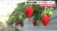 イチゴの収穫始まる　福島県オリジナル品種「ゆうやけベリー」　例年より2週間遅れも赤く甘く　福島　